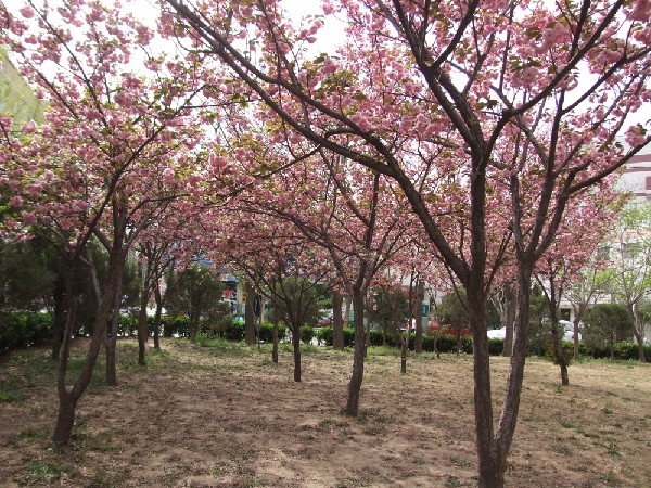 晋安路校区樱花园